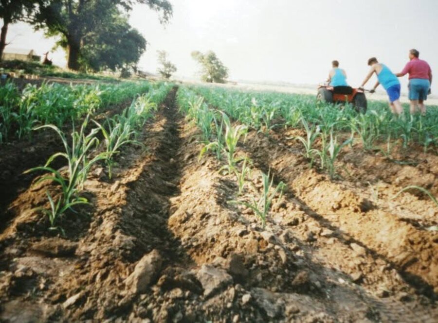 Garrett McClure, his dad, and brother tilling the corn rows